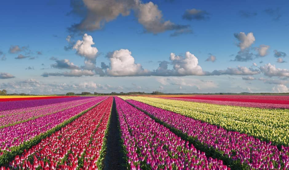 Bollenstreek & Keukenhof