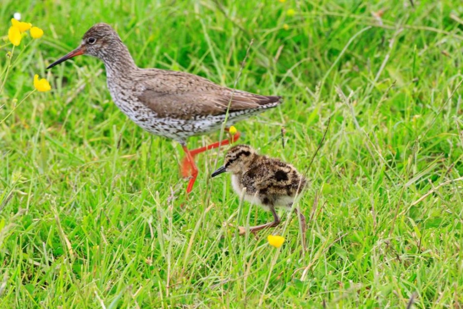 Weidevogelwandeling De Bovenlanden