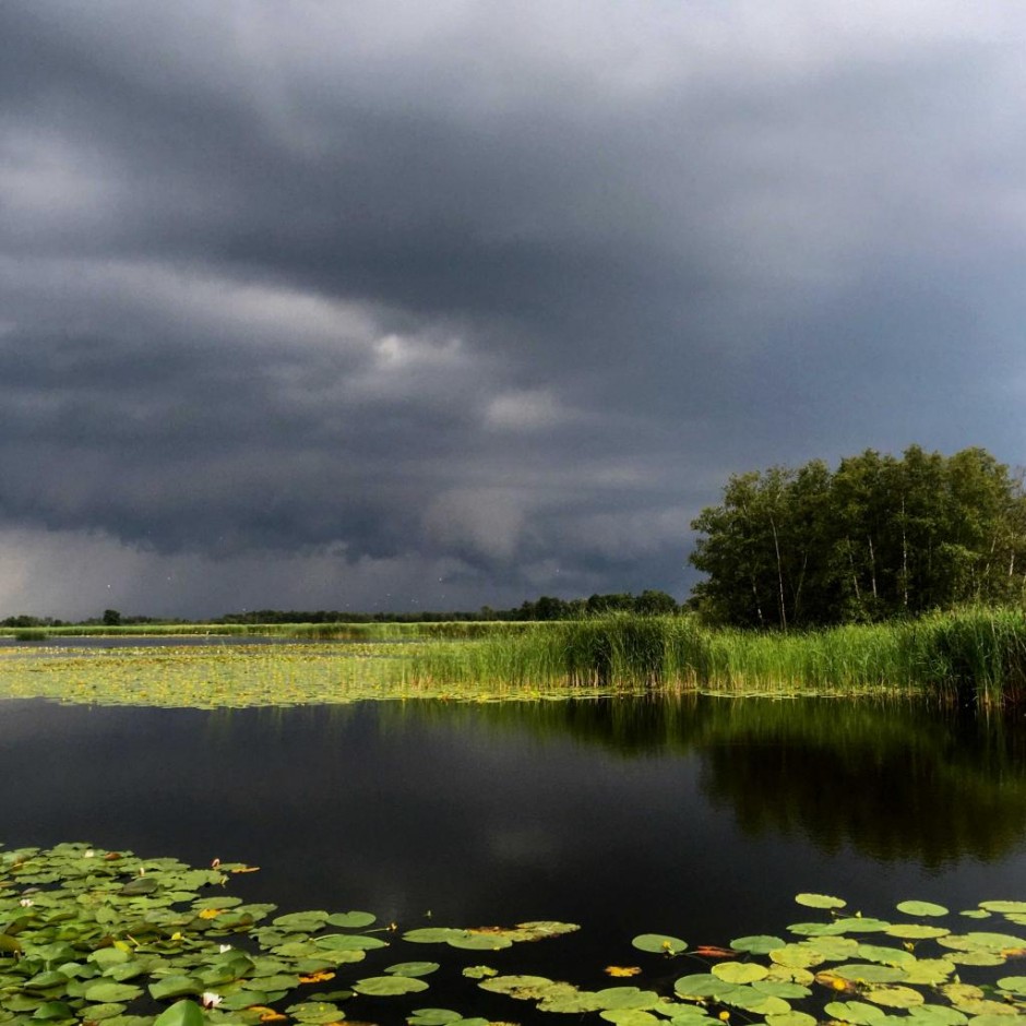 Boswachtersblog - Zomer