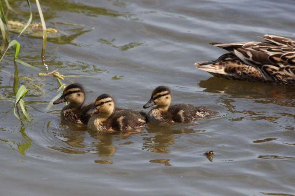 Boswachtersblog - Kuikens