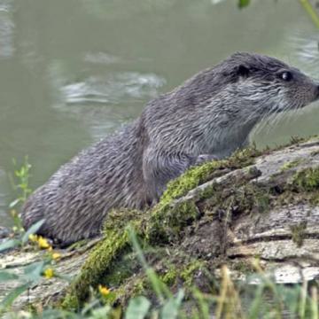 Toch ottertunnels in Nieuwkoop