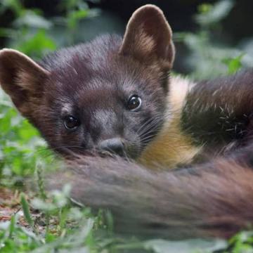 Vijf soorten marterachtigen in Nieuwkoopse Plassen