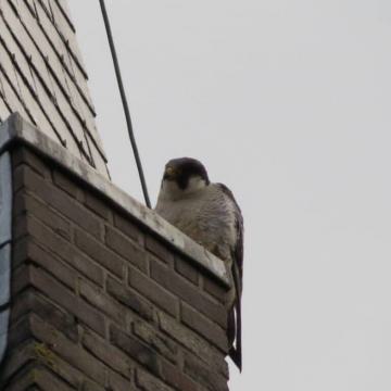 Slechtvalk te zien in de Nieuwkoopse Plassen