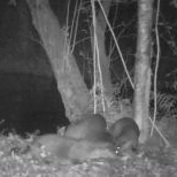 Otters geboren in de Nieuwkoopse Plassen!