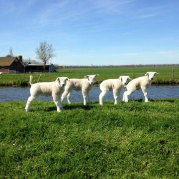 Mooie cijfers voor recreatie en toerisme in het Groene Hart