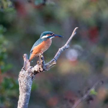 IJsvogel in de Nieuwkoopse Plassen