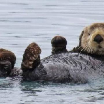 Start aanleg ottertunnels bij Nieuwkoopse Plassen