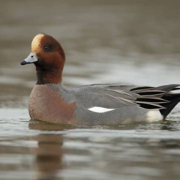 Geniet van de herfst op de Nieuwkoopse Plassen!