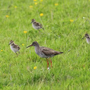 Meer weidevogels broeden in de Bovenlanden