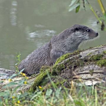 Nieuwe otterfamilie in Nieuwkoopse Plassen