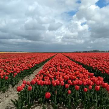 Tulip Festival 2020