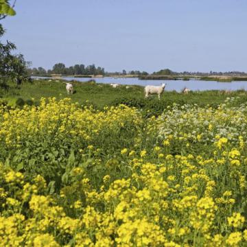 Nieuwkoop bij beste plekken voor een weekend weg in Zuid-Holland