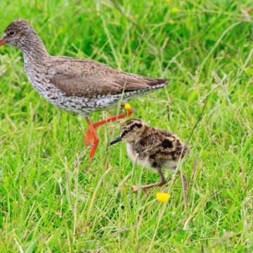 Broedseizoen gestart in de Nieuwkoopse Plassen