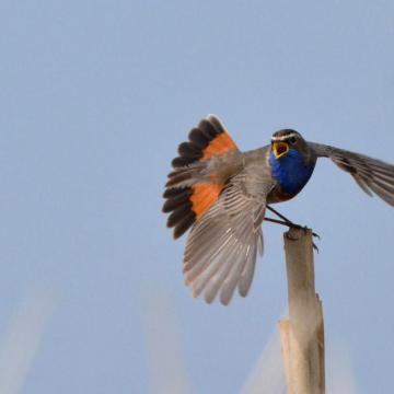 Blauwborst terug in de Groene Jonker