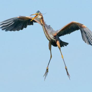 Purperreiger is weer gespot in Nieuwkoopse Plassen