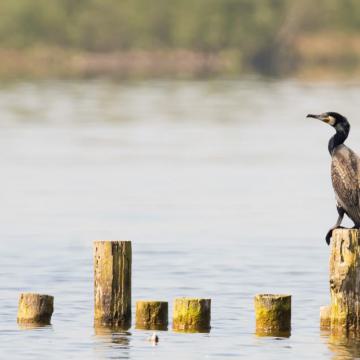 Aalscholvers geboren in de Nieuwkoopse Plassen