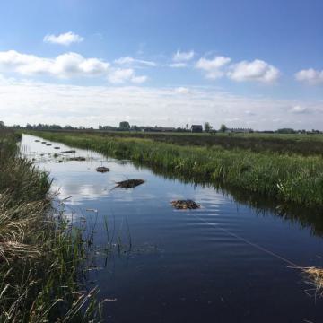 Nieuwkoopse Plassen kraamkamer voor blauw jantje