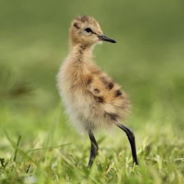 Gruttojongen geboren bij de Nieuwkoopse Plassen