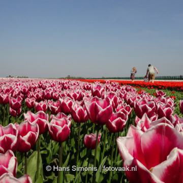 Wandelen in Nieuwkoop met een wandelmaatje