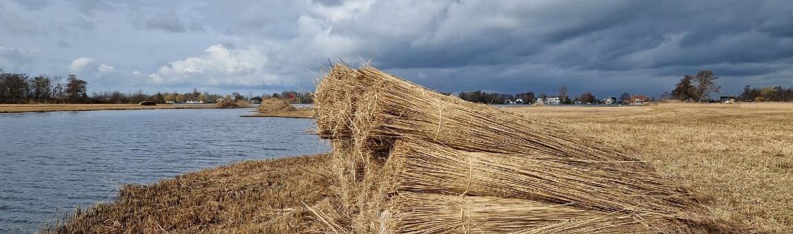 Prachtige foto's van gesneden riet op Nieuwkoopse Plassen