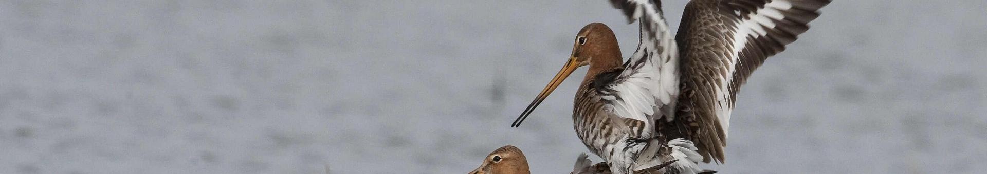 Tientallen weidevogels broeden weer in de Bovenlanden bij Woerdense Verlaat