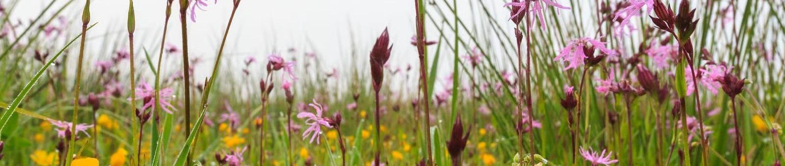 Vaartocht langs de bloeiende hooilandjes