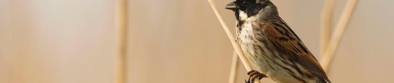 Broedvogel spottocht