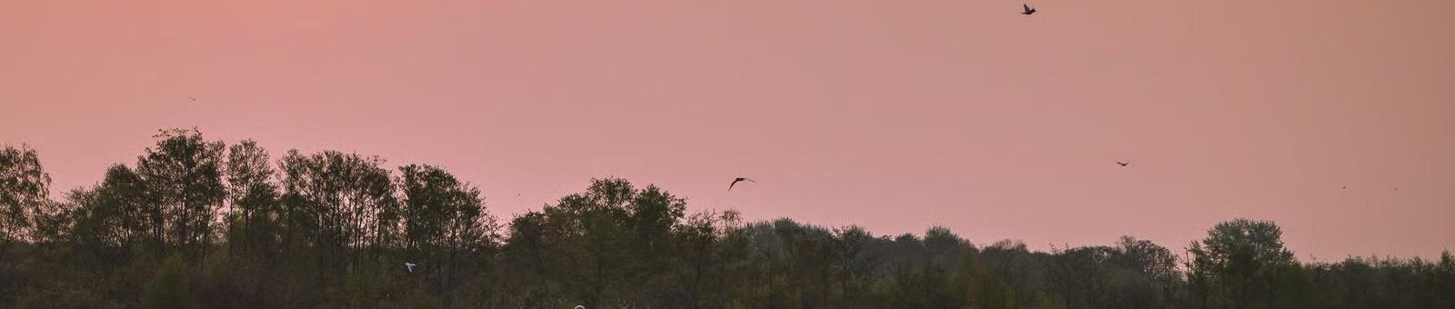 Vroege Vogel vaartocht op de Nieuwkoopse Plassen
