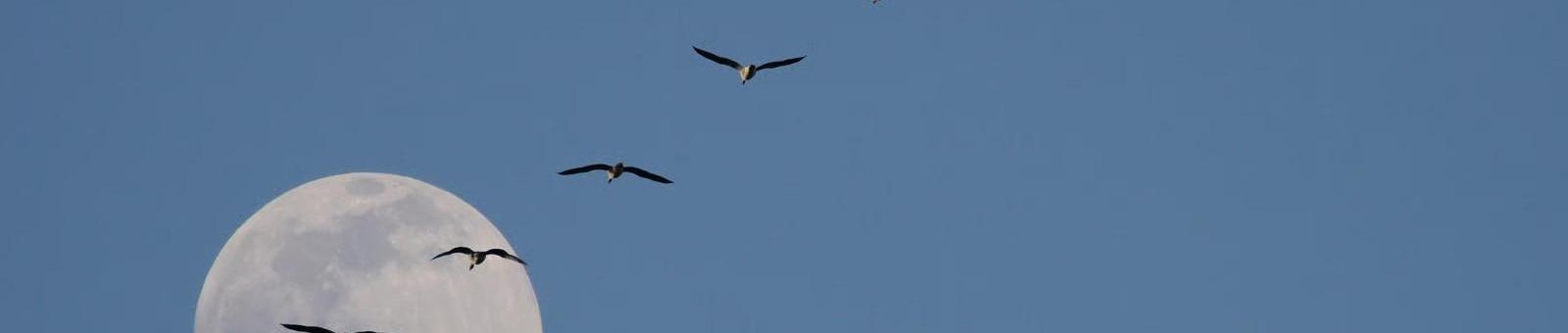 Vaartocht bij volle maan in de Nieuwkoopse plassen