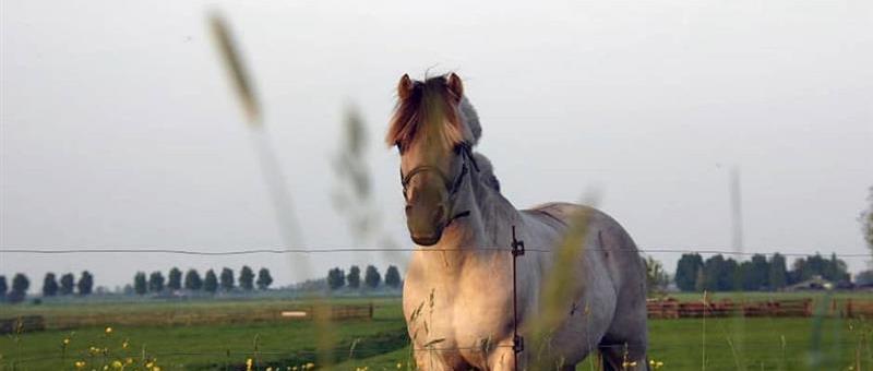 Open dag bij zorgboerderij Vossenburch
