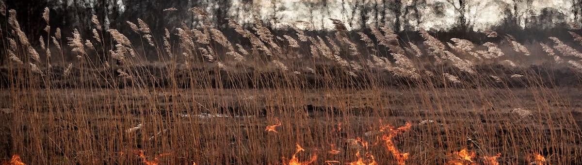 Expositie Turf en Riet