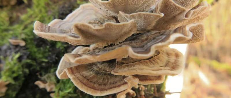 Varen en Paddenstoelen zoeken in Lusthof de Haeck