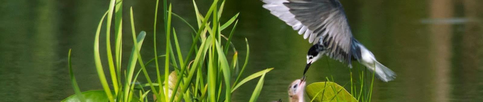 Varen naar vogelparadijs de Pot