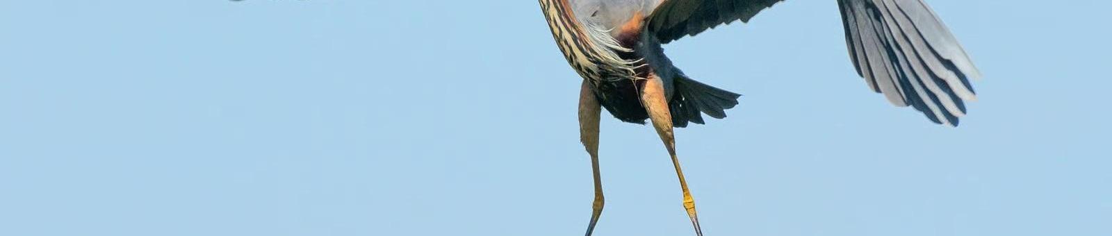Varen naar de purperreigers in Nieuwkoop