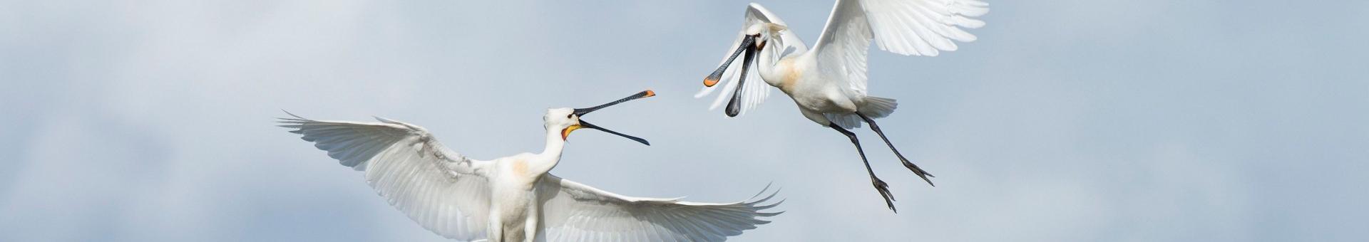 Lepelaars terug  in Nieuwkoopse Plassen