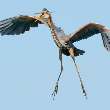 Varen naar de purperreigers in Nieuwkoop