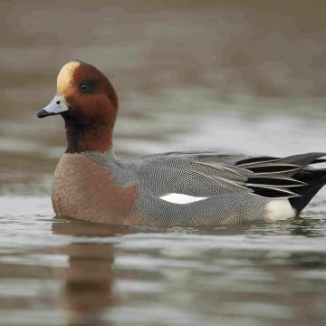 Smieten massaal terug op de Nieuwkoopse Plassen