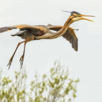 Varen naar de purperreigers in de Nieuwkoopse Plassen