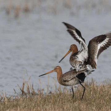 Broedseizoen gestart op de Nieuwkoopse Plassen