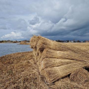 Prachtige foto's van gesneden riet op Nieuwkoopse Plassen