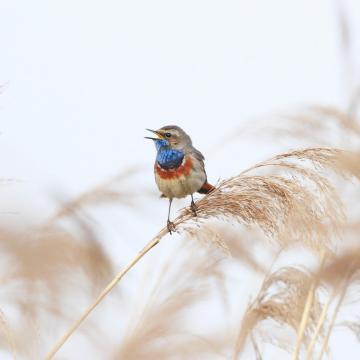 Prachtige blauwborst is weer terug in de Groene Jonker