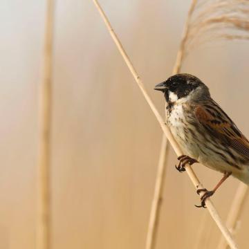 Broedvogel spottocht