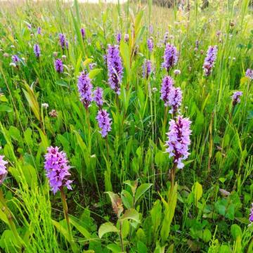 Ontdek de orchideeën op de Nieuwkoopse Plassen!