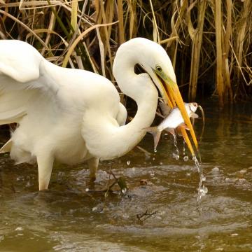 Kolonie Zilverreigers Nieuwkoopse Plassen groeit