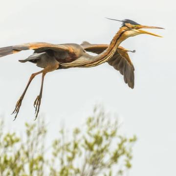 Varen naar de Purperreigers in Nieuwkoop
