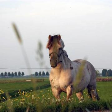 Open dag bij zorgboerderij Vossenburch
