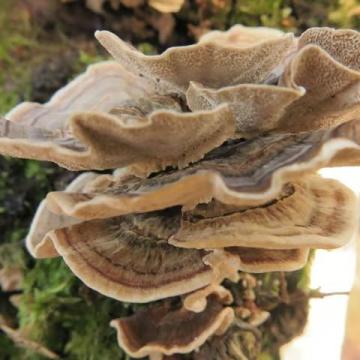 Varen en Paddenstoelen zoeken in Lusthof de Haeck