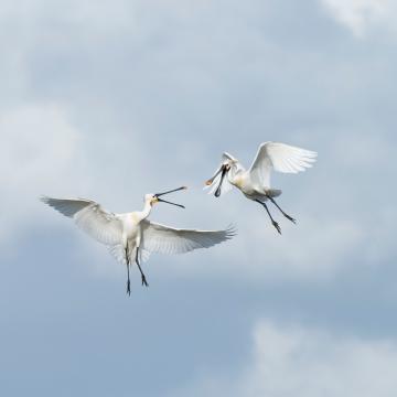 Lepelaars terug  in Nieuwkoopse Plassen