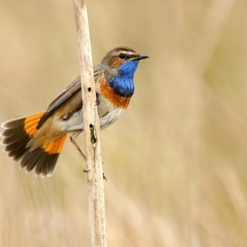 Broedseizoen gestart in de Nieuwkoopse Plassen