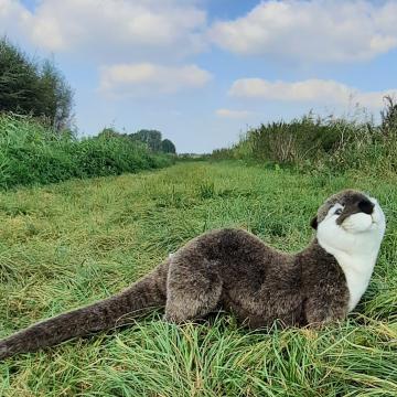 VVV Winactie Spot de Otter